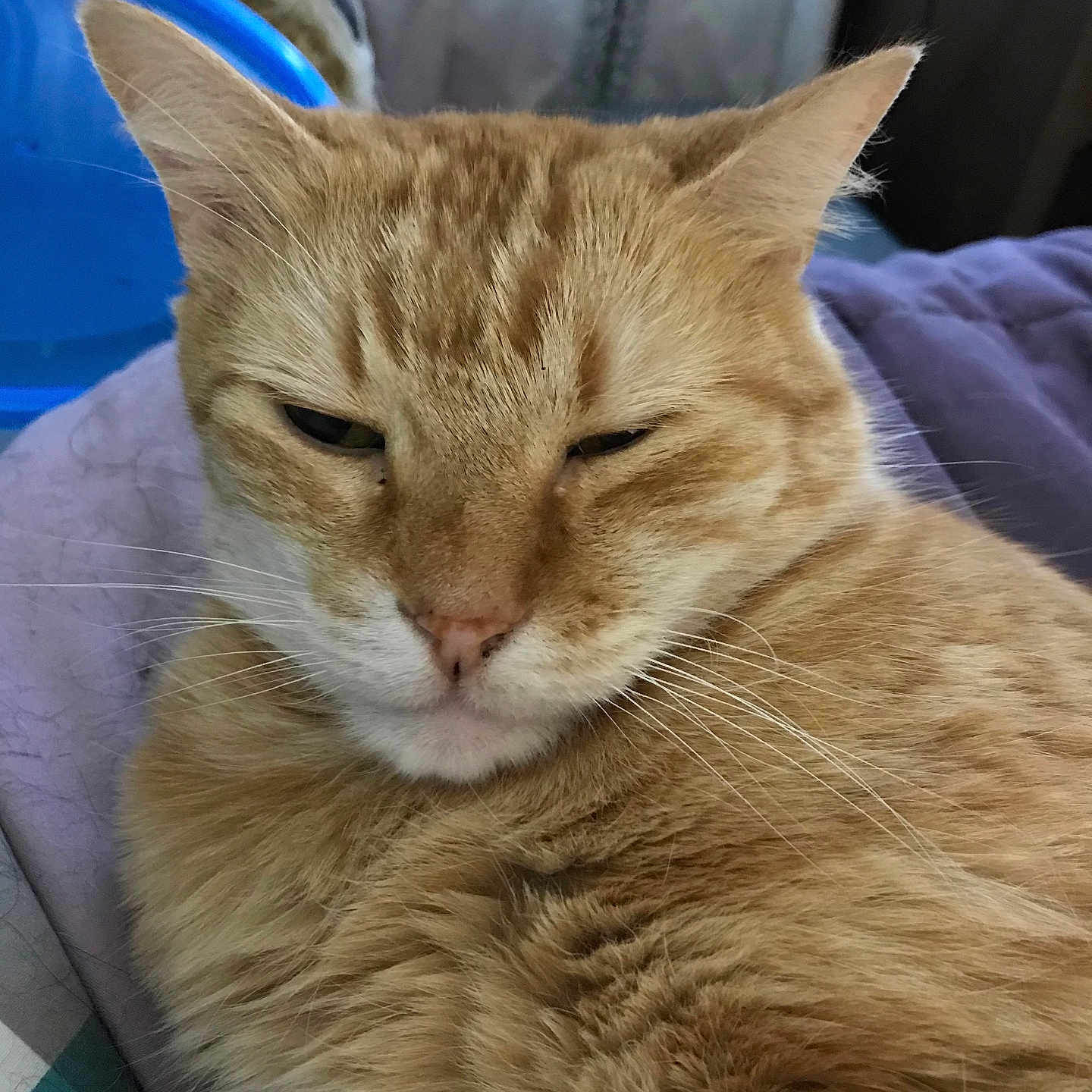 Garfield
