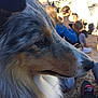 Jumpi a rejoint le concours — aidez-le/la à gagner de superbes lots ! dog, dog_breed, dog_like_mammal, fur, shetland_sheepdog, snout