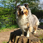 Jumpi a rejoint le concours — aidez-le/la à gagner de superbes lots ! australian_shepherd, carnivoran, collie, companion_dog, dog, dog_breed, dog_breed_group, dog_like_mammal, english_shepherd, herding_dog, rough_collie, scotch_collie, shetland_sheepdog