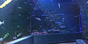 Jumpi participe au concours pour gagner de l'argent avec cette photo : aquarium, vertebrate, water