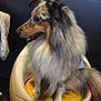 Jumpi a rejoint le concours — aidez-le/la à gagner de superbes lots ! carnivoran, collie, companion_dog, dog, dog_breed, dog_like_mammal, fur, rough_collie, scotch_collie, shetland_sheepdog, snout