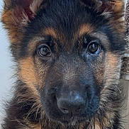 Apollo participe au concours pour gagner de l'argent avec cette photo : dog, puppy, german_shepherd, close_up, portrait, fur, ears, eyes, cute, pet, animal, mammal, canine, young, domestic_animal, face, looking, indoor, adorable, fluffy