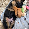 Apollo participe au concours pour gagner de l'argent avec cette photo : puppy, dog, sleeping, stuffed_toy, blanket, paw_prints, cozy, cute, fur, animal, pet, resting, snuggling, soft, indoor, adorable, young_dog, mammal, relaxed, comfort