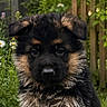 animal, black, brown, canine, cute, daisy, dog, eyes, flower, fluffy, fur, garden, german_shepherd, grass, nature, outdoor, pet, portrait, puppy, young