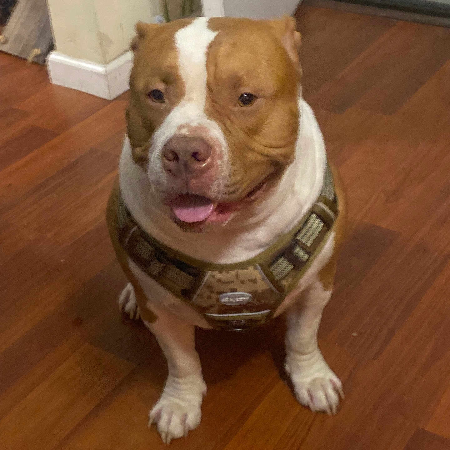 Gunner joined the competition — help win amazing prizes! animal, brown, butterfly, dog, door, ears, face, floor, happy, harness, house, indoor, mammal, paws, pet, sitting, tongue_out, wall, white, wooden_floor