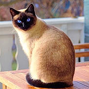 Whisky is registered to the contest to win money with this photo: cat, siamese_cat, blue_eyes, fur, sitting, wooden_table, porch, railing, outdoor, pet, feline, whiskers, portrait, domestic_animal, sunlight, cream_color, brown_color, looking_at_camera, cozy, table_surface