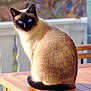 cat, siamese_cat, blue_eyes, fur, sitting, wooden_table, porch, railing, outdoor, pet, feline, whiskers, portrait, domestic_animal, sunlight, cream_color, brown_color, looking_at_camera, cozy, table_surface
