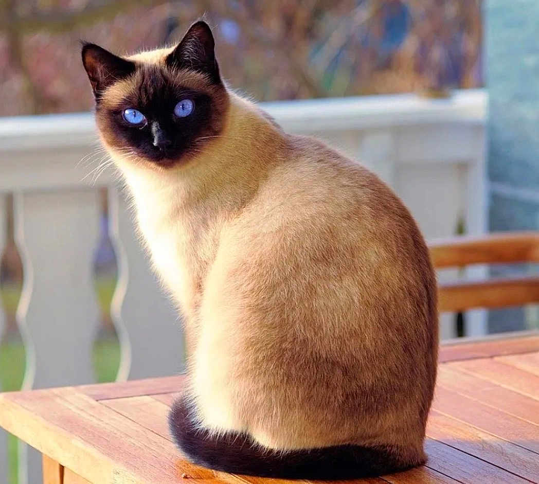Whisky is registered to the contest to win money with this photo: cat, siamese_cat, blue_eyes, fur, sitting, wooden_table, porch, railing, outdoor, pet, feline, whiskers, portrait, domestic_animal, sunlight, cream_color, brown_color, looking_at_camera, cozy, table_surface