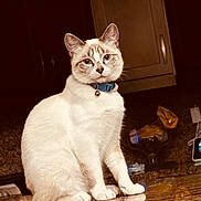 Lalo is registered to the contest to win money with this photo: bell, big_eyes, blue_collar, cabinet, cat, countertop, curious, cute, domestic_cat, ears, fur_texture, indoor, kitchen, kitten, pet, portrait, reflection, sitting, whiskers, white_fur