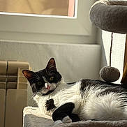 Bouh a rejoint le concours — aidez-le/la à gagner de superbes lots ! cat, black_and_white_cat, feline, window, sunlight, cozy, cat_tree, toy_ball, fur, whiskers, radiator, indoor, relaxed, lounging, portrait, close_up, pet, soft_texture, sleepy, curious