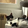cat, black_and_white_cat, feline, window, sunlight, cozy, cat_tree, toy_ball, fur, whiskers, radiator, indoor, relaxed, lounging, portrait, close_up, pet, soft_texture, sleepy, curious