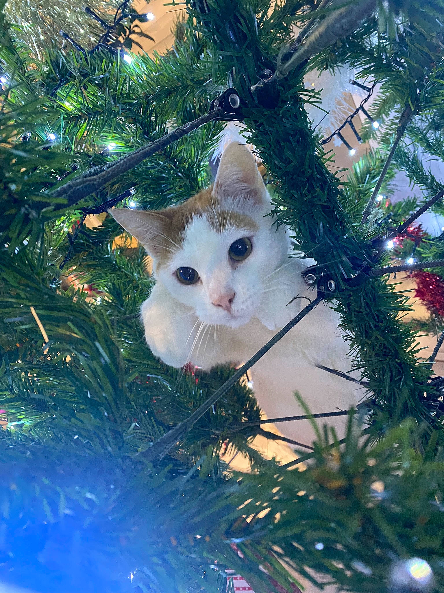 Pumbaa a rejoint le concours — aidez-le/la à gagner de superbes lots ! branch, carnivore, cat, christmas_decoration, christmas_ornament, christmas_tree, eye, fawn, felidae, grass, holiday_ornament, larch, leaf, organism, ornament, plant, small_to_medium_sized_cats, snout, twig, whiskers