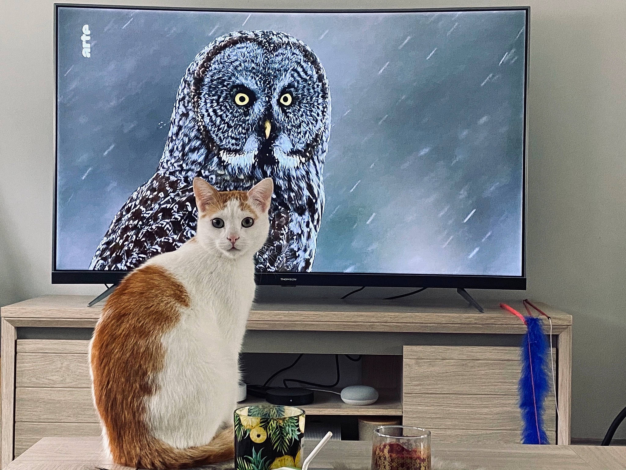 Pumbaa a rejoint le concours — aidez-le/la à gagner de superbes lots ! art, carnivore, cat, domestic_short_haired_cat, falconiformes, fawn, felidae, fur, great_grey_owl, illustration, owl, painting, plant, room, small_to_medium_sized_cats, snowy_owl, tail, television_set, visual_arts, whiskers