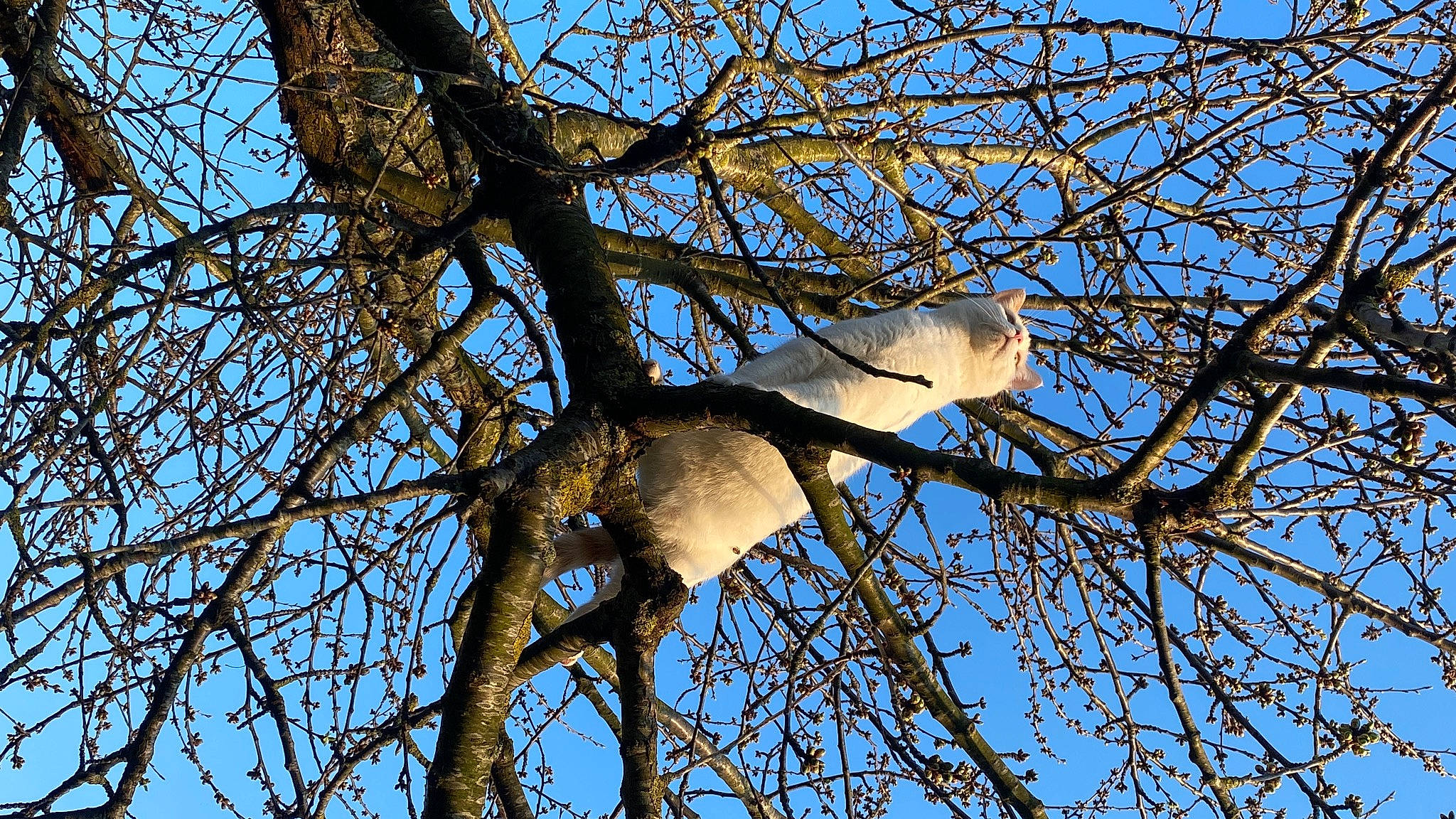 Pumbaa a rejoint le concours — aidez-le/la à gagner de superbes lots ! beak, birch_family, branch, deciduous, feather, northern_hardwood_forest, plant, plant_stem, sky, tail, tints_and_shades, tree, trunk, twig, wildlife, wing, wood