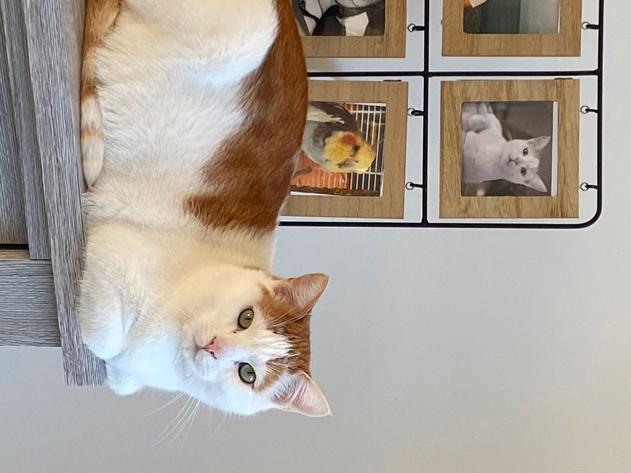 Pumbaa a rejoint le concours — aidez-le/la à gagner de superbes lots ! art, carnivore, cat, claw, curtain, domestic_short_haired_cat, fawn, felidae, fur, paw, picture_frame, rectangle, room, small_to_medium_sized_cats, snout, tail, visual_arts, whiskers, window, wood