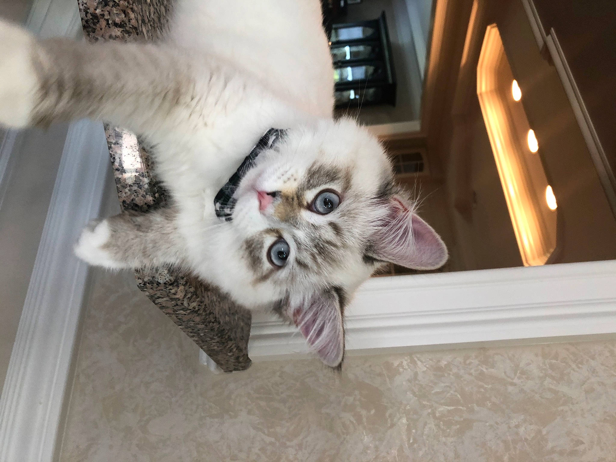 Hedwig is registered to the contest to win money with this photo: american_curl, american_shorthair, asian, carnivore, cat, claw, eye, felidae, fur, kitten, mammal, munchkin, norwegian_forest_cat, paw, polydactyl_cat, ragamuffin, ragdoll, siberian, small_to_medium_sized_cats, whiskers