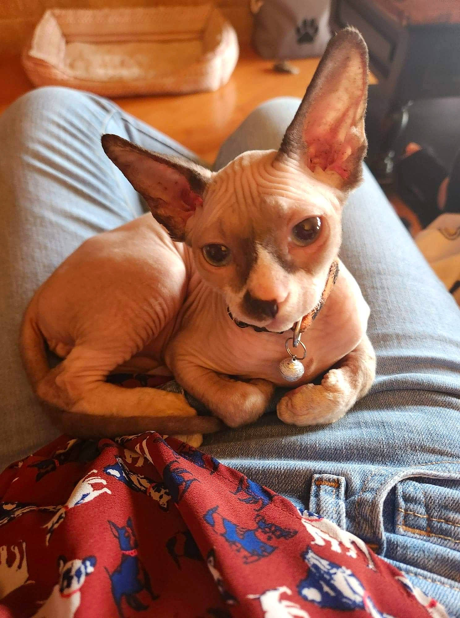 Griffin joined the competition — help win amazing prizes! carnivore, comfort, companion_dog, corgi_chihuahua, dog, dog_breed, ear, fawn, fictional_character, fun, fur, human_body, linens, snout, toy, toy_dog, vertebrate, whiskers, wood, working_animal