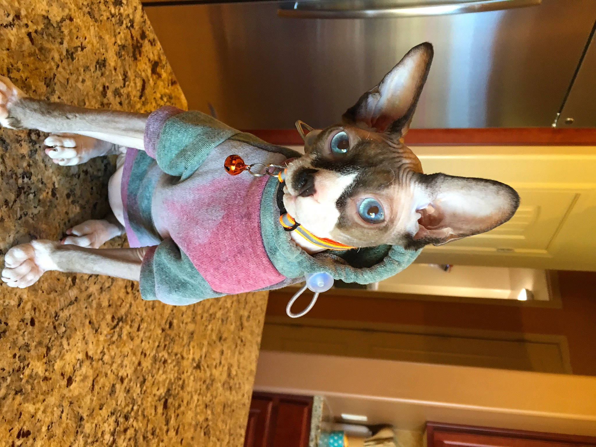 Griffin joined the competition — help win amazing prizes! art, carnivore, fawn, felidae, fur, room, small_to_medium_sized_cats, snout, tail, whiskers, wood