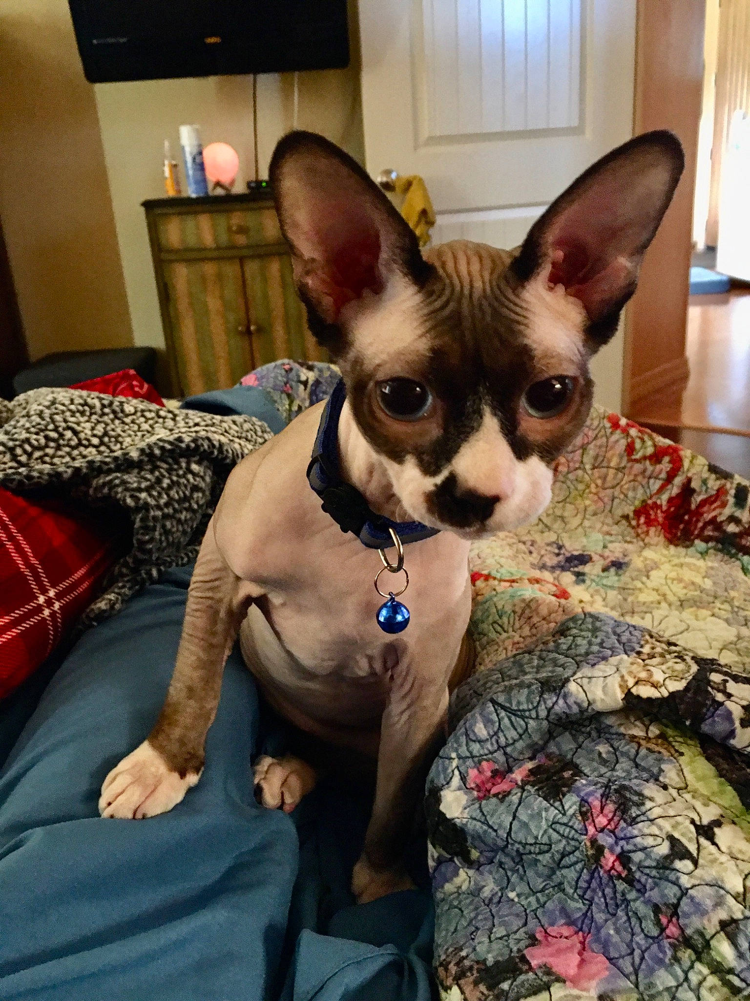 Griffin is registered to the contest to win money with this photo: canidae, carnivore, cat, comfort, companion_dog, dog_breed, fawn, felidae, fur, home_appliance, lamp, linens, small_to_medium_sized_cats, snout, television, tie, whiskers, working_animal