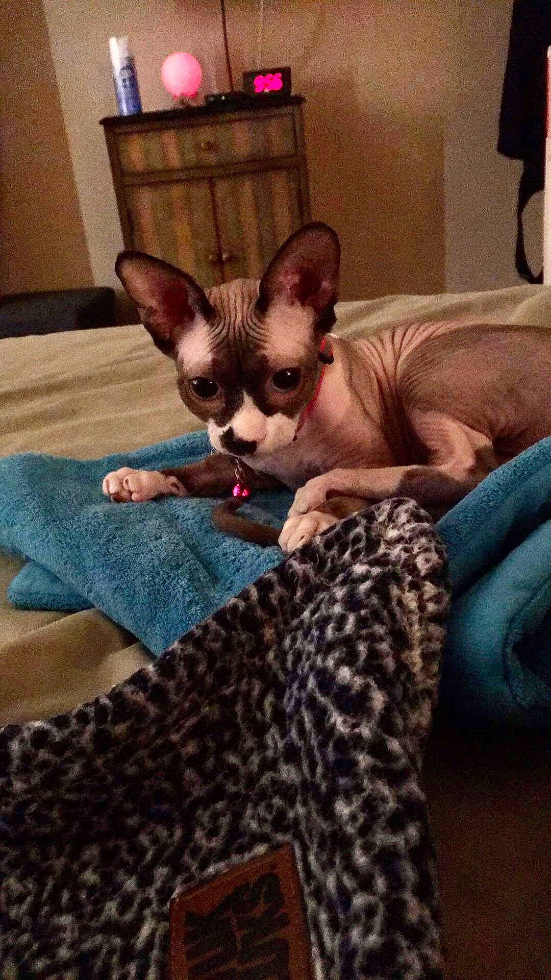 Griffin joined the competition — help win amazing prizes! blanket, carnivore, cat, cat_supply, comfort, companion_dog, domestic_short_haired_cat, eye, fawn, felidae, fur, linens, pattern, paw, room, small_to_medium_sized_cats, snout, terrestrial_animal, whiskers