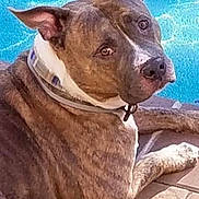 Capone joined the competition — help win amazing prizes! dog, brindle, collar, pool, water, pet, animal, outdoor, sunlight, tile, canine, relaxed, looking_back, ears_up, paw, sidewalk, summer, companion, mammal, domestic