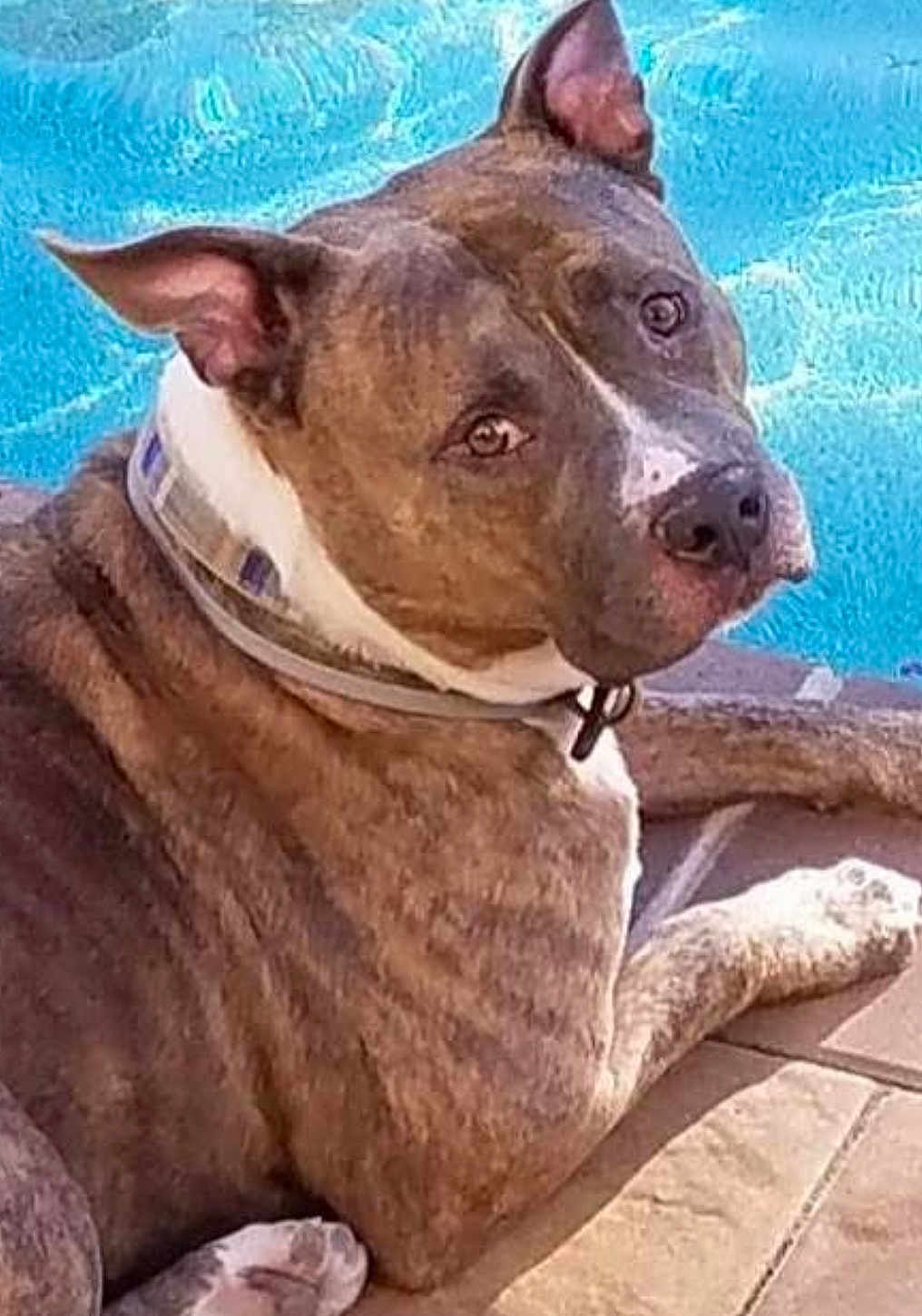 Capone joined the competition — help win amazing prizes! dog, brindle, collar, pool, water, pet, animal, outdoor, sunlight, tile, canine, relaxed, looking_back, ears_up, paw, sidewalk, summer, companion, mammal, domestic