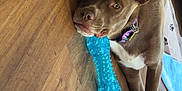 Cocoa is registered to the contest to win money with this photo: animal, blue_toy, brown_dog, canine, chew_toy, collar, companion, curious, dog, domestic_animal, ears_up, floor, indoor, lying_down, pet, playful, relaxed, resting, toy, wooden_floor