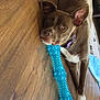 animal, blue_toy, brown_dog, canine, chew_toy, collar, companion, curious, dog, domestic_animal, ears_up, floor, indoor, lying_down, pet, playful, relaxed, resting, toy, wooden_floor