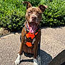 Cocoa joined the competition — help win amazing prizes! animal, brown_dog, canine, closeup, daytime, dog, ears_up, greenery, happy, leash, mouth_open, nature, orange_harness, outdoor, pavement, pet, playful, sitting, sunlight, tongue