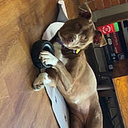 Cocoa is registered to the contest to win money with this photo: blue_toy, brick_wall, brown_dog, collar, curious, dog, ears, face, furniture, home, indoor, laying_down, mat, paw, pet, relaxed, table, tire_toy, toy, wooden_floor