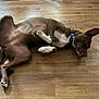Cocoa is registered to the contest to win money with this photo: animal, brown_fur, canine, collar, cute, dog, domestic_animal, ears, flooring, fur, indoor, lying_down, paw, pet, pet_collar, relaxed, resting, sleepy, white_paws, wooden_floor