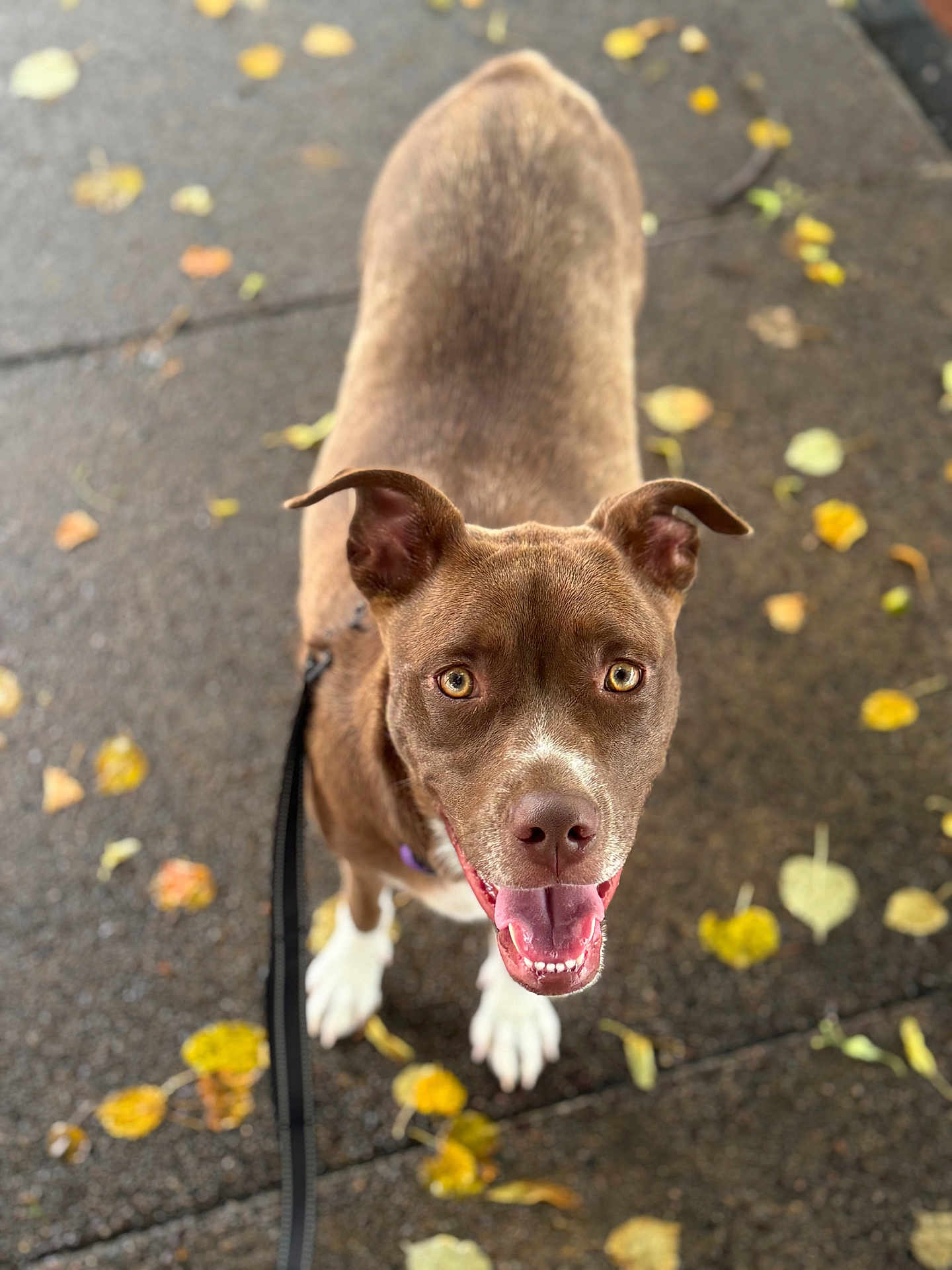 Cocoa is registered to the contest to win money with this photo: animal, autumn, brown_dog, canine, close_up, daylight, dog, ears_up, fallen_leaves, happy, leash, looking_up, outdoor, pet, sidewalk, street, tongue, tongue_out, walking, white_paws