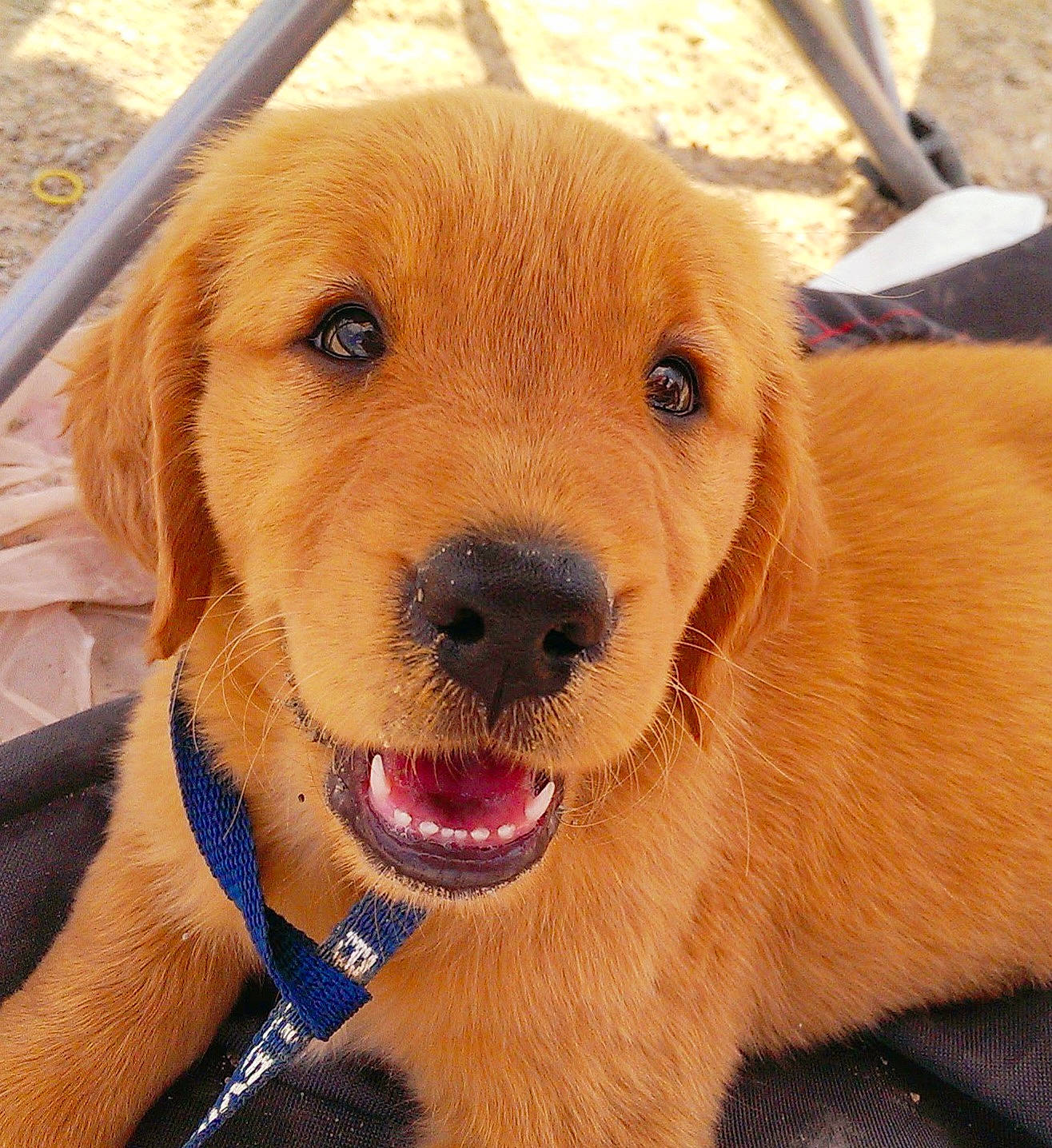 Bentlee joined the competition — help win amazing prizes! canidae, carnivore, collar, companion_dog, dog, dog_breed, dog_collar, fashion_accessory, fawn, fur, happy, labrador_retriever, liver, paw, puppy, selfie, sporting_group, whiskers, working_animal, working_dog