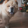 Ouini participe au concours pour gagner de l'argent avec cette photo : animal, chow_chow, christmas, christmas_tree, companion, curious, cute, decor, dog, domestic_animal, festive, fluffy, furry, holiday_decorations, indoor, mammal, ornaments, pet, tongue_out, wooden_floor