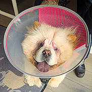 Ouini a rejoint le concours — aidez-le/la à gagner de superbes lots ! animal, canine, close_up, companion, cone, cute, dog, domestic, floor, fluffy, healing, indoor, injury, leash, paws, pet, protective_collar, rug, stitches, tongue_out