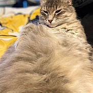 Kaza is registered to the contest to win money with this photo: cat, fluffy, fur, relaxed, sleepy, indoor, pet, animal, closeup, yellow_blanket, cozy, soft, whiskers, ears, muzzle, domestic_cat, portrait, feline, resting, bed