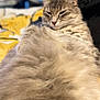 cat, fluffy, fur, relaxed, sleepy, indoor, pet, animal, closeup, yellow_blanket, cozy, soft, whiskers, ears, muzzle, domestic_cat, portrait, feline, resting, bed