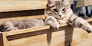 Kaza is registered to the contest to win money with this photo: cat, feline, drawer, wooden, furniture, indoor, lamp, relaxed, fluffy, gray, pet, animal, paw, resting, cozy, home, cute, domestic, sleepy, fur