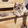 cat, feline, drawer, wooden, furniture, indoor, lamp, relaxed, fluffy, gray, pet, animal, paw, resting, cozy, home, cute, domestic, sleepy, fur