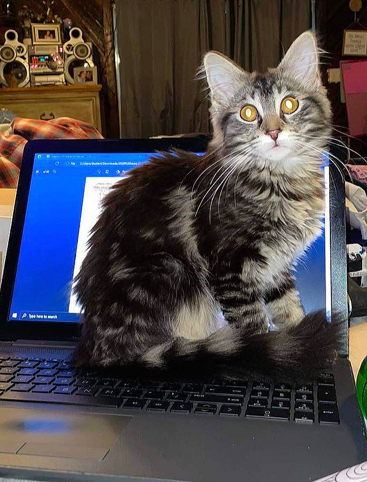 Kita Ree is registered to the contest to win money with this photo: carnivore, cat, computer, computer_hardware, computer_keyboard, desktop_computer, electronic_device, felidae, flat_panel_display, gadget, input_device, laptop, netbook, output_device, peripheral, personal_computer, small_to_medium_sized_cats, space_bar, touchpad, whiskers