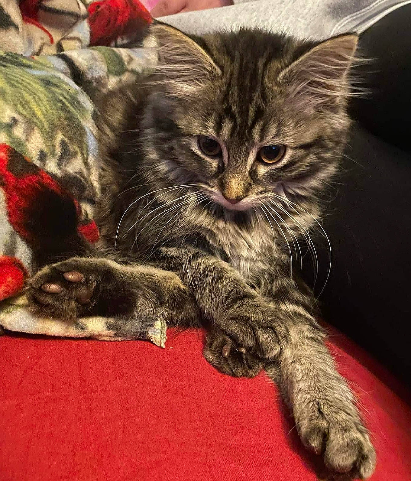 Kita Ree is registered to the contest to win money with this photo: art, carnivore, cat, claw, comfort, domestic_short_haired_cat, felidae, fur, paw, small_to_medium_sized_cats, snout, tail, terrestrial_animal, whiskers