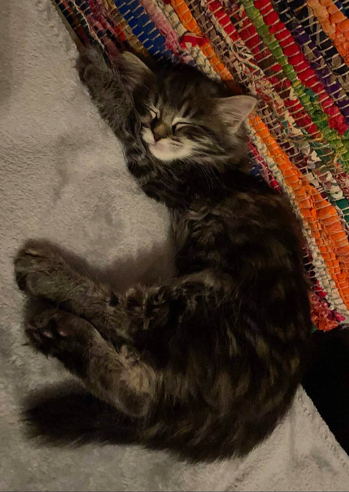 Kita Ree joined the competition — help win amazing prizes! art, black_cat, carnivore, cat, claw, comfort, domestic_short_haired_cat, felidae, flooring, fur, grey, paw, sitting, small_to_medium_sized_cats, snout, tail, visual_arts, whiskers, wood, woven_fabric