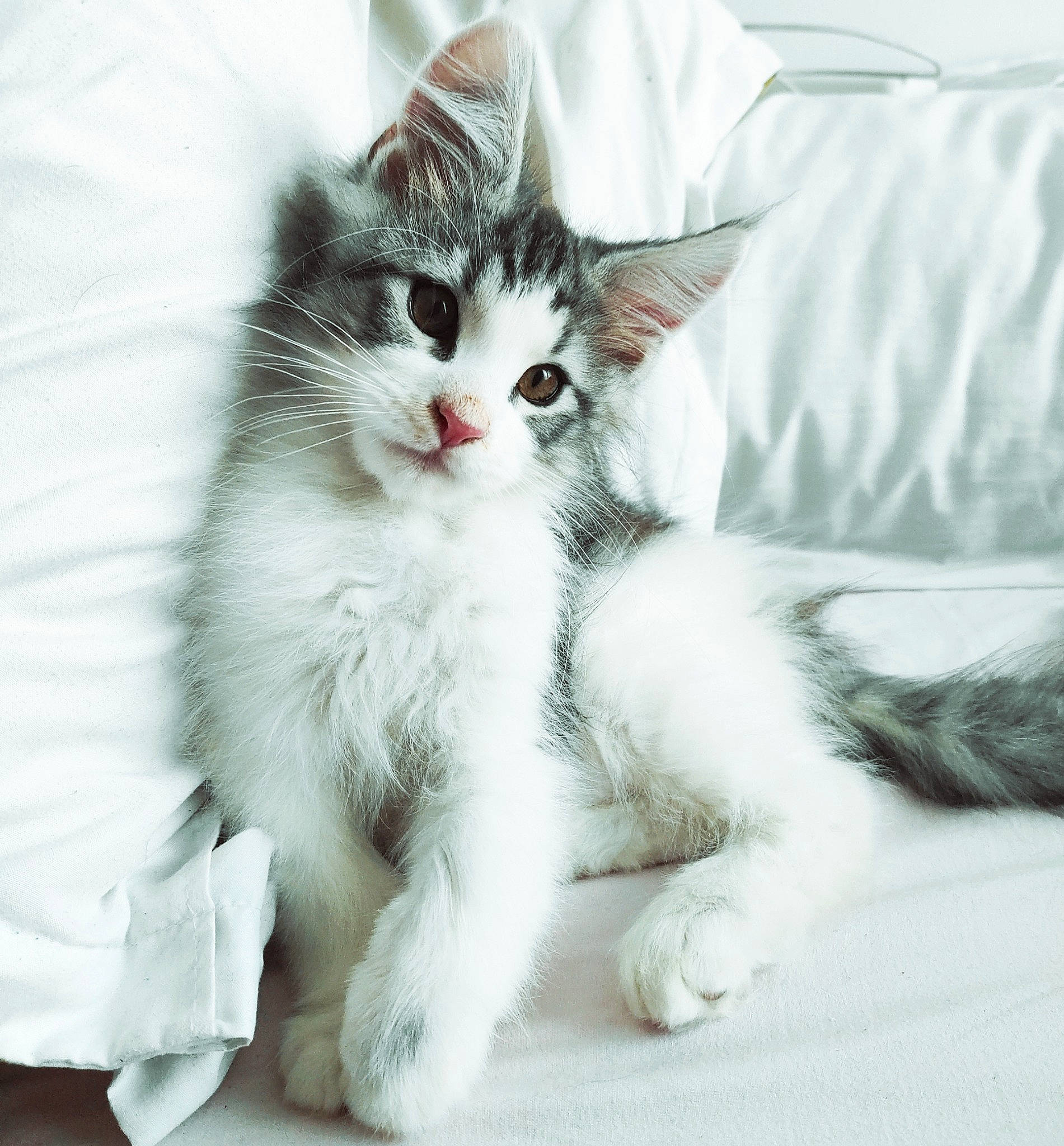 Sky participe au concours pour gagner de l'argent avec cette photo : carnivore, cat, claw, comfort, felidae, fur, grey, paw, sitting, small_to_medium_sized_cats, tail, whiskers