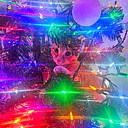 Taxxii is registered to the contest to win money with this photo: cat, christmas_tree, christmas_lights, ornament, holiday, festive, colorful_lights, greenery, pine_branches, indoor, pet, curious, decorations, orange_cat, white_cat, closeup, playful, festivity, celebration, twinkling_lights