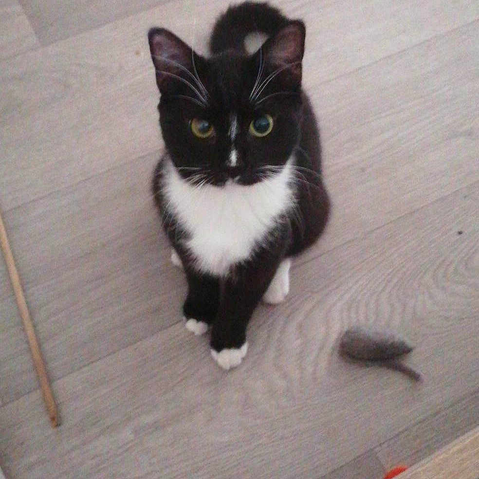 Kyara participe au concours pour gagner de l'argent avec cette photo : abyssinian, accessories, animal, blackcat, box, cat, chair, door, drawer, furniture, hardwood, indoors, interiordesign, kitten, manx, pet, plywood, strap, table, wood