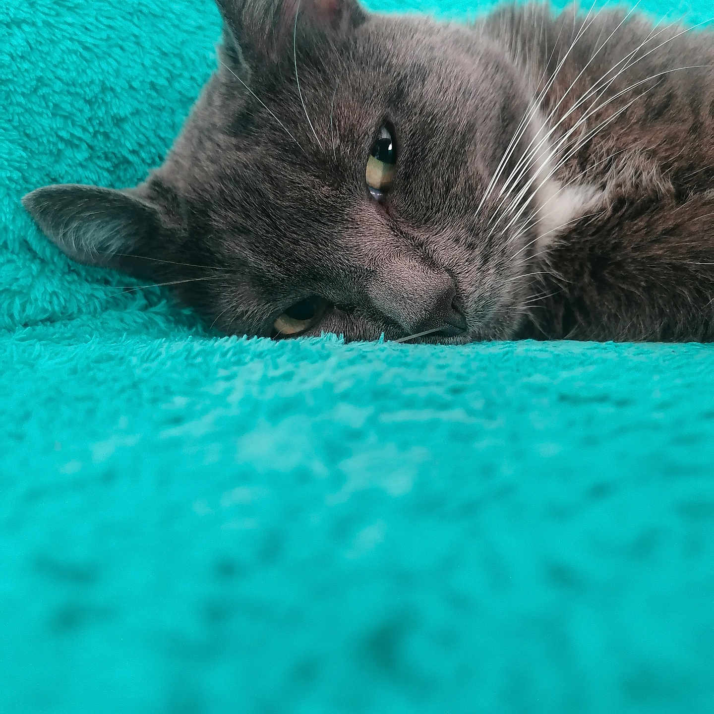 Nala participe au concours pour gagner de l'argent avec cette photo : abyssinian, animal, blackcat, blanket, cat, cushion, homedecor, kitten, manx, person, pet, quilt, sleeping, towel, velvet