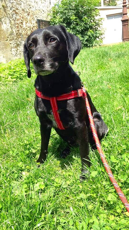 Lucky participe au concours pour gagner de l'argent avec cette photo : beagador, borador, canidae, carnivore, dog, dog_breed, dog_collar, hunting_dog, labrador_retriever, mammal, patterdale_terrier, plott_hound, pointing_breed, rare_breed_dog, retriever, sporting_group, vertebrate