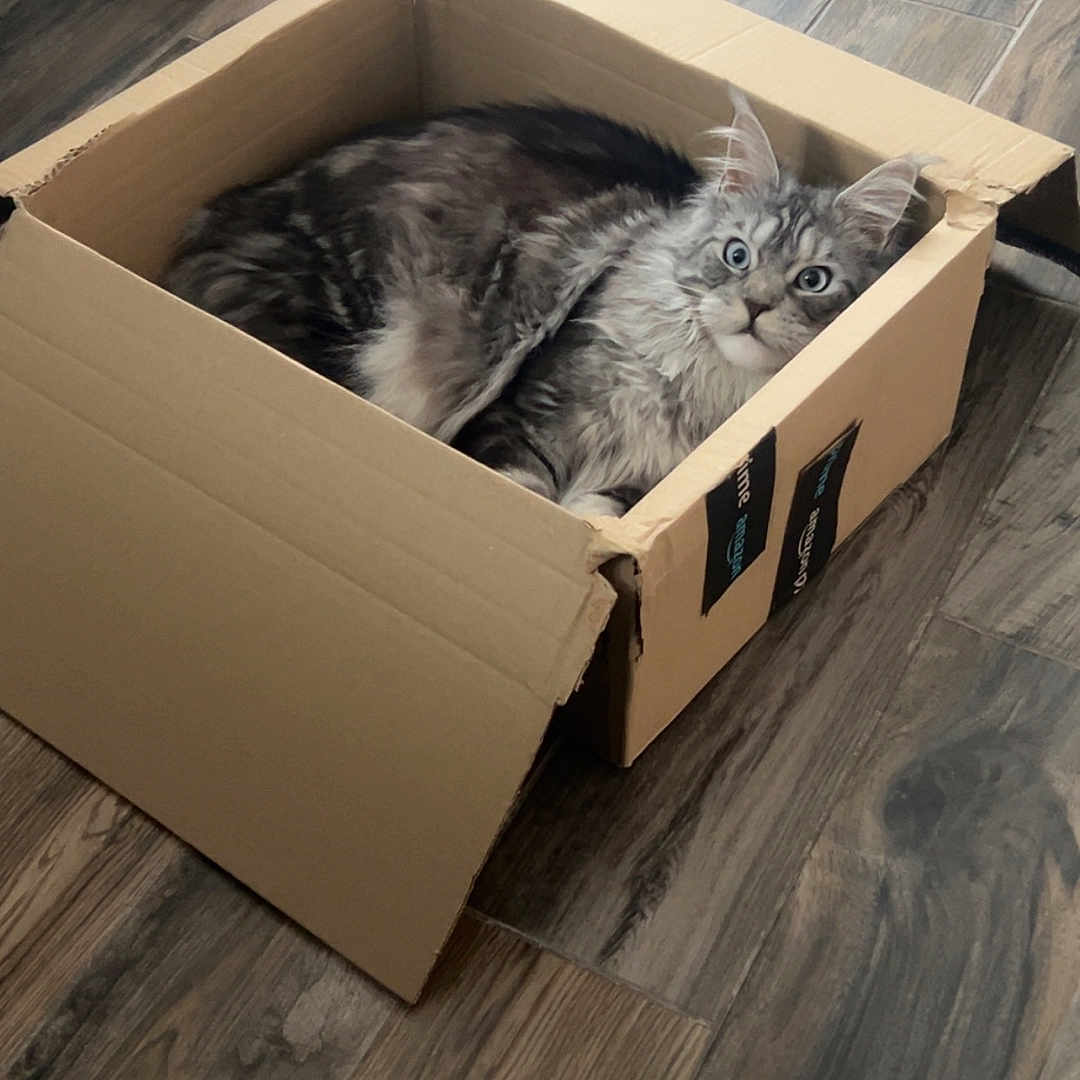 Xénon a rejoint le concours — aidez-le/la à gagner de superbes lots ! animal, architecture, box, building, canine, cardboard, carton, cat, crate, dog, drawer, furniture, hardwood, indoors, interiordesign, kitten, manx, pet, plywood, wood