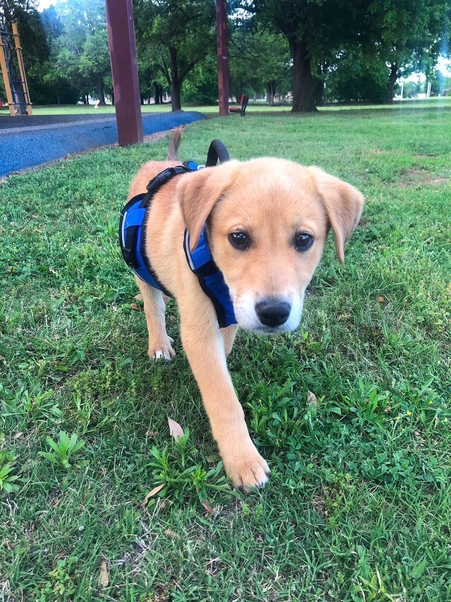 Baymax is registered to the contest to win money with this photo: adventure, beagador, black_mouth_cur, canidae, carnivore, companion_dog, dog, dog_breed, fawn, grass, hunting_dog, mammal, mountain_cur, potcake_dog, rare_breed_dog, rhodesian_ridgeback, snout, sporting_group, tail, vertebrate