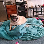 Pumpkin joined the competition — help win amazing prizes! pug, dog, blanket, couch, plush_toy, kitchen, stove, refrigerator, cabinet, countertop, can, chair, home_interior, pet, smiling, indoor, furniture, cozy, relaxed, domestic